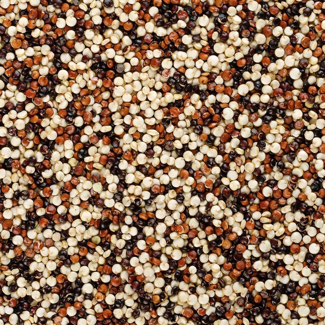 Tricolor Quinoa