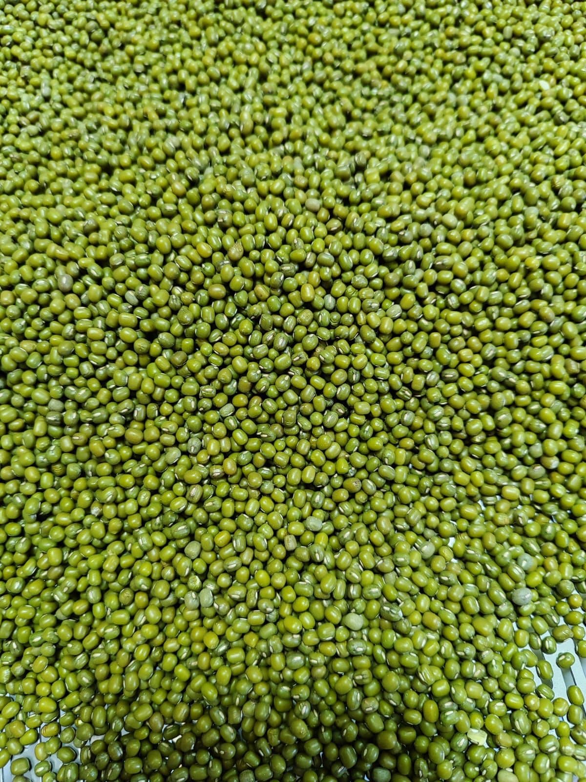 Mung Bean