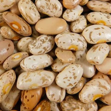 Pinto Bean