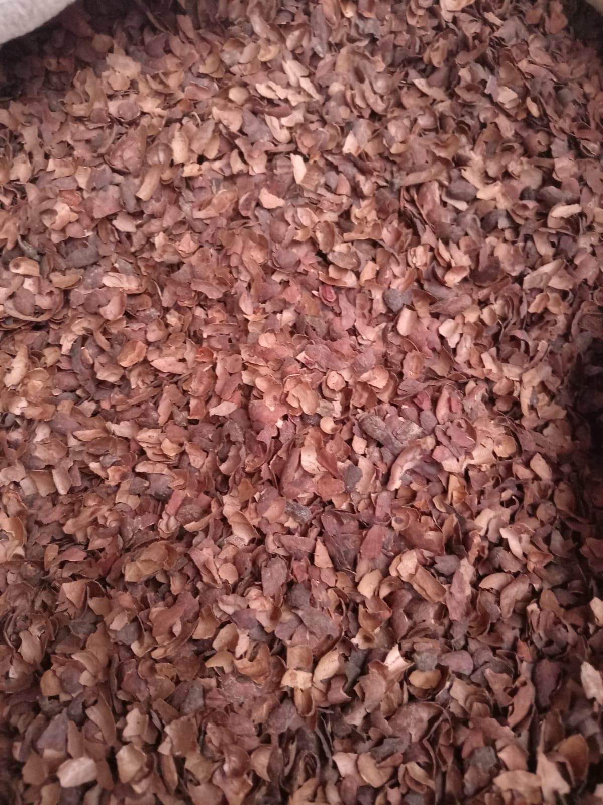Cocoa Shell