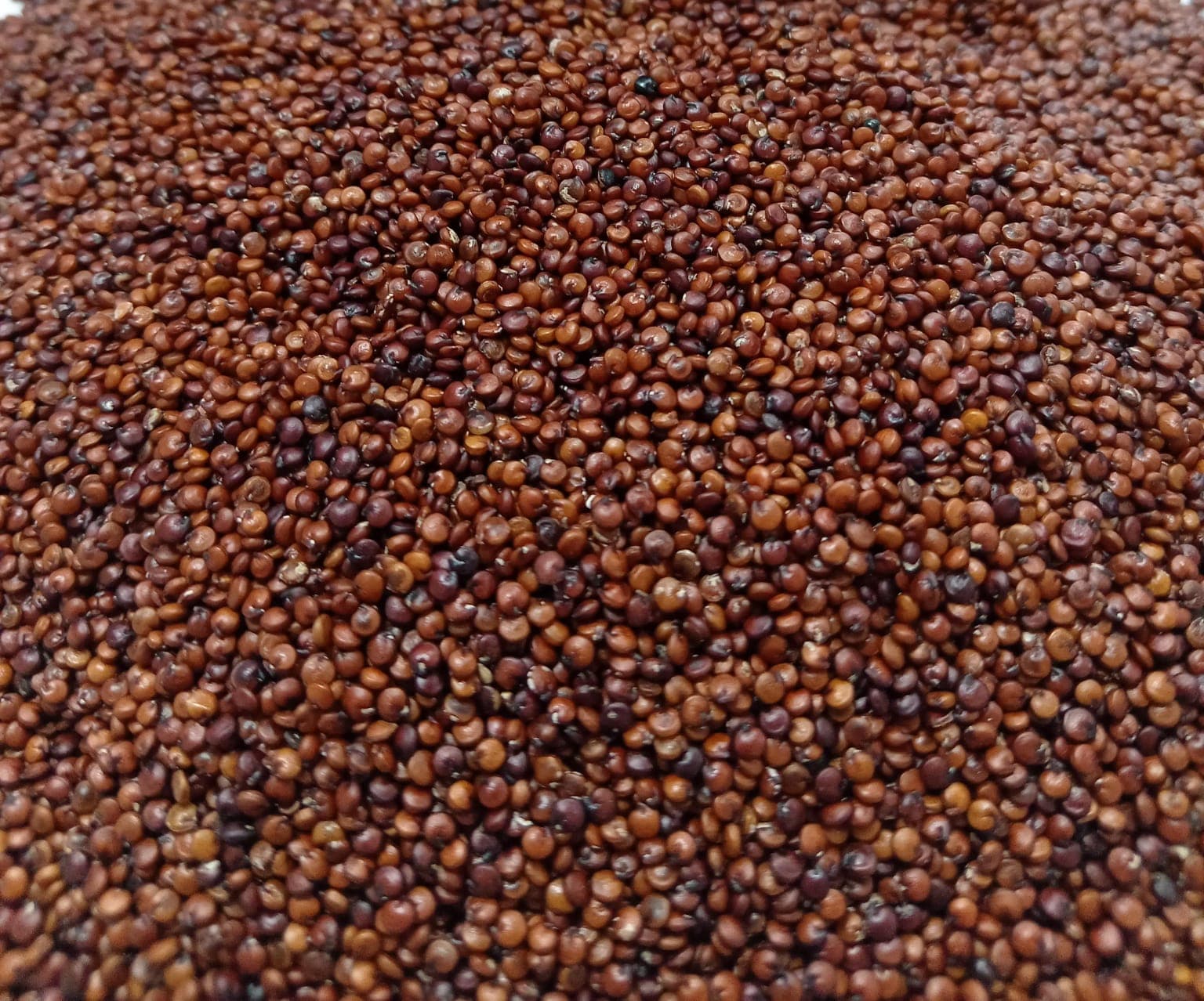 Red Quinoa From Perú