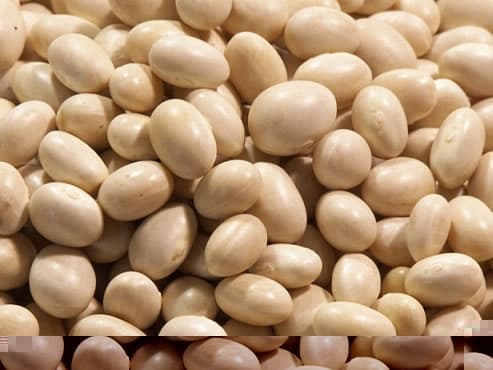 Caballero Bean From Perú