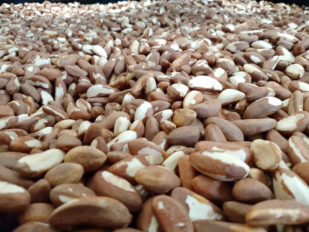 Nuts & Dried Fruits