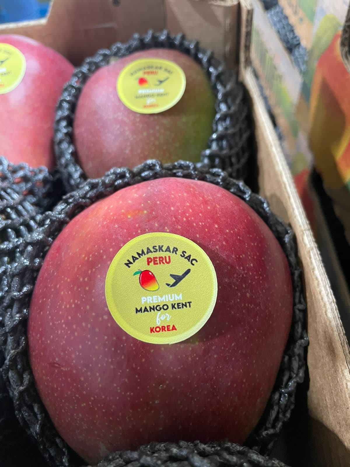 Fresh Kent Mango from Peru