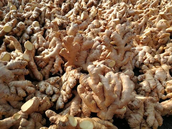 Fresh Ginger, Garlic & Turmeric