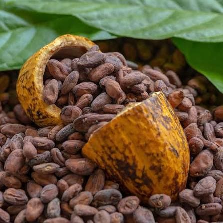 Cocoa & Cocoa Derivatives