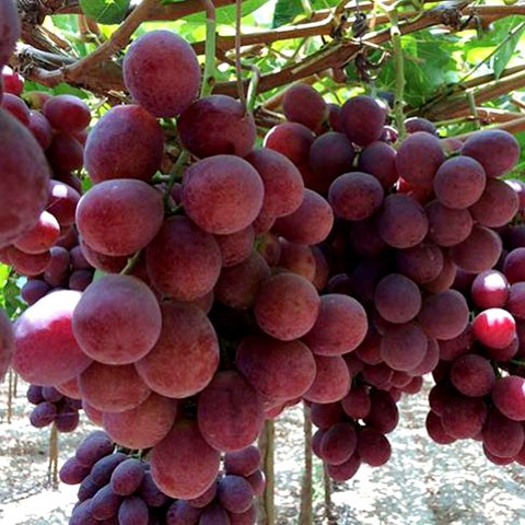 Grapes thumbnail 2