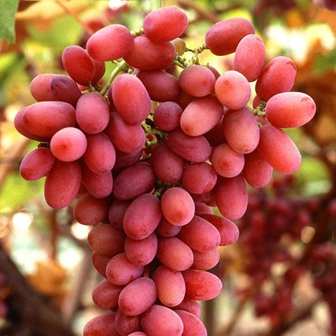 Grapes thumbnail 5