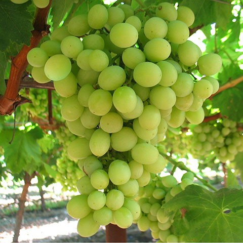 Grapes thumbnail 4