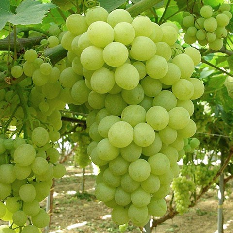 Grapes thumbnail 3