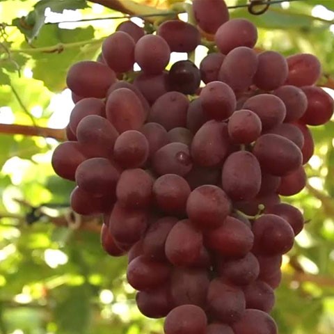 Grapes thumbnail 7
