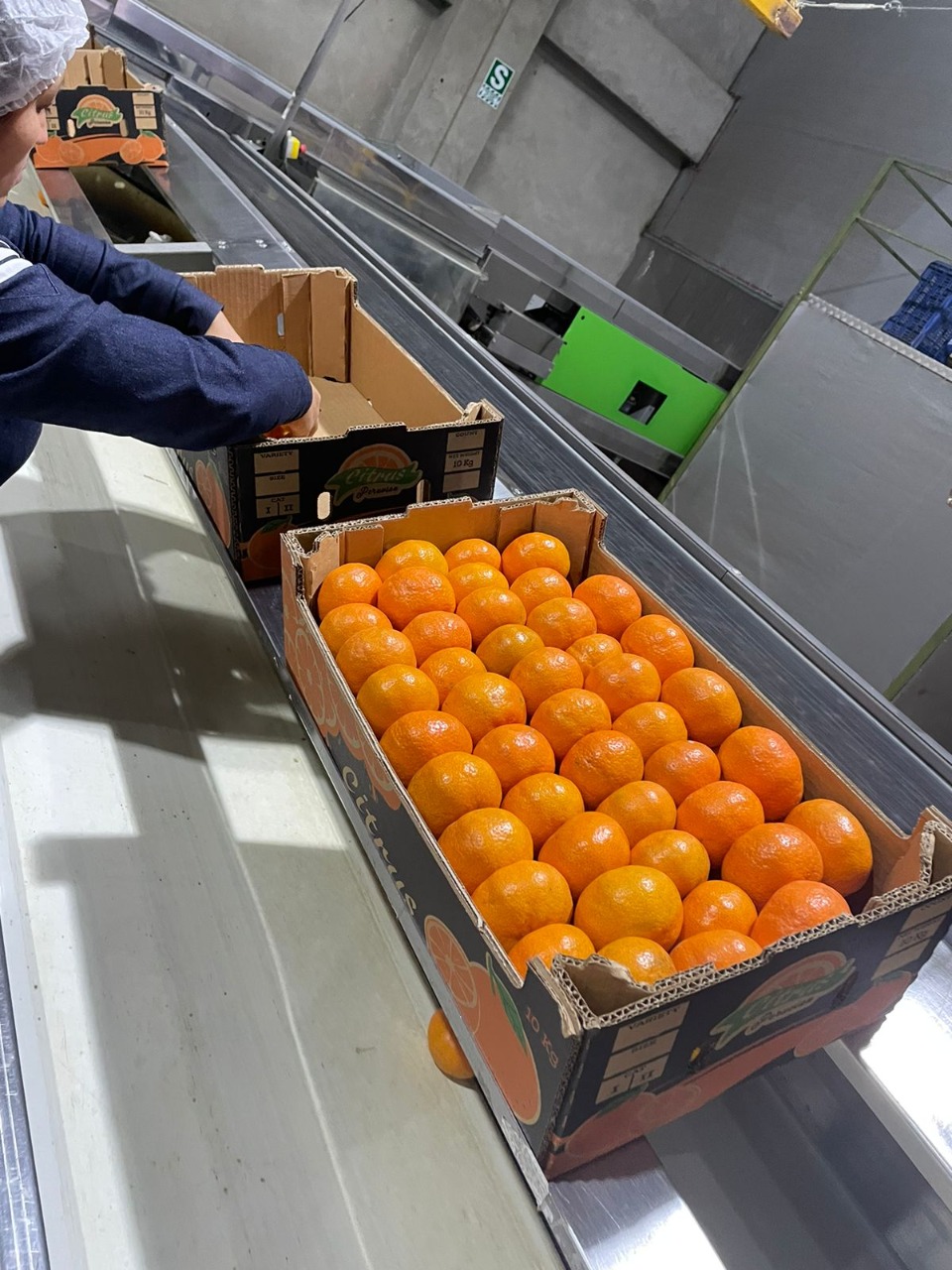 Fresh Mandarin from Peru thumbnail 4