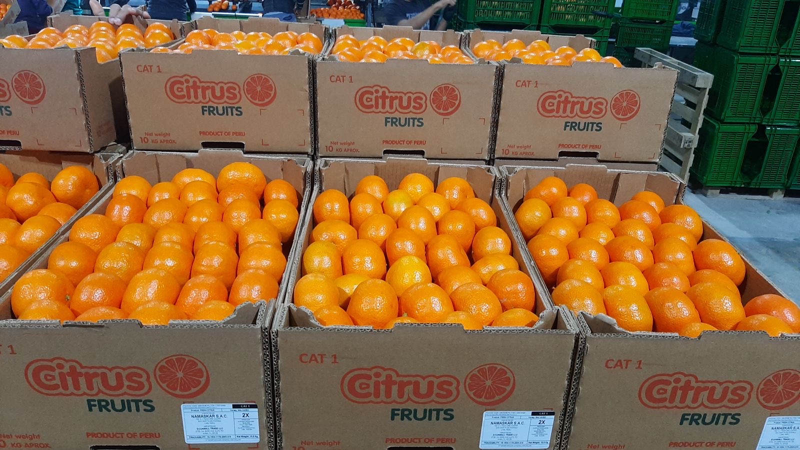 Fresh Mandarin from Peru thumbnail 10