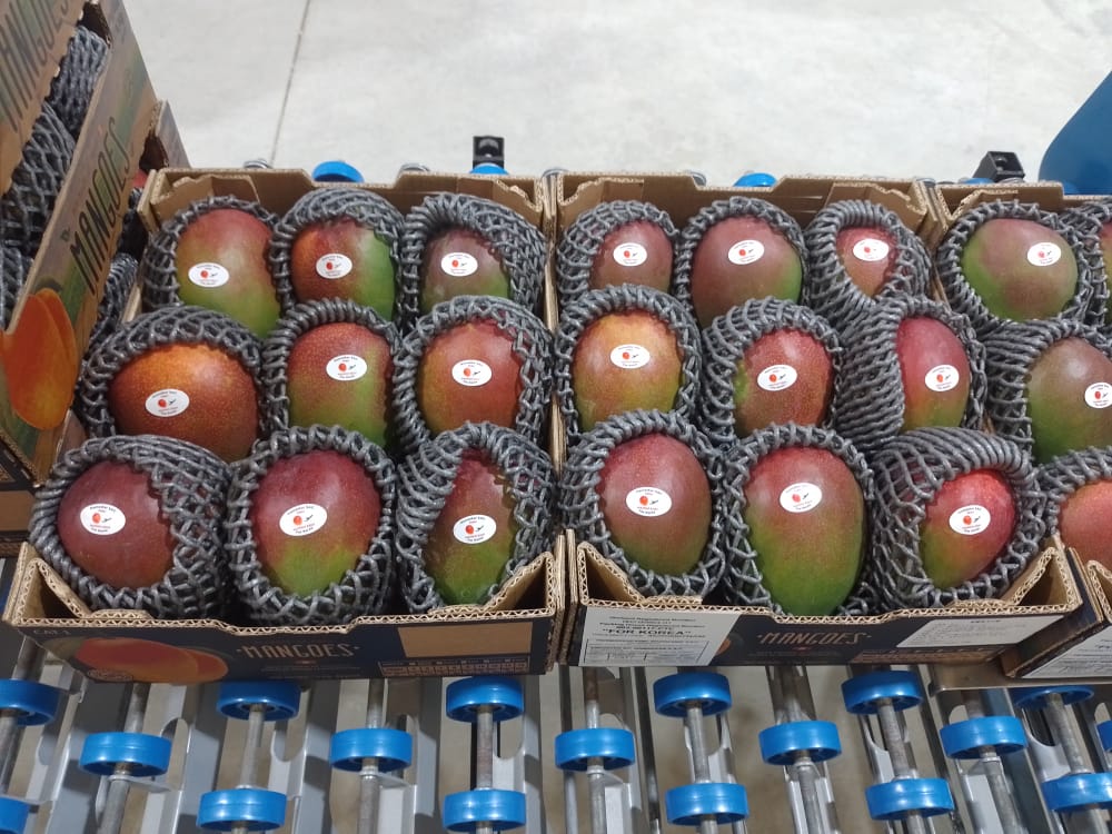 Fresh Kent Mango from Peru thumbnail 2