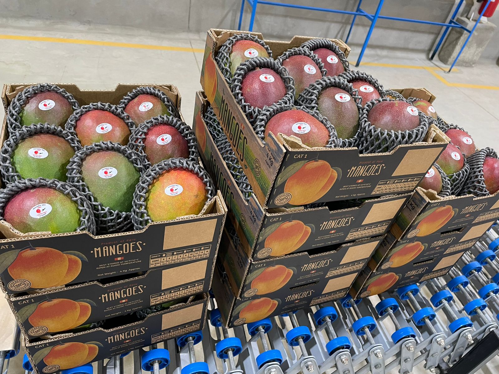 Fresh Kent Mango from Peru thumbnail 5