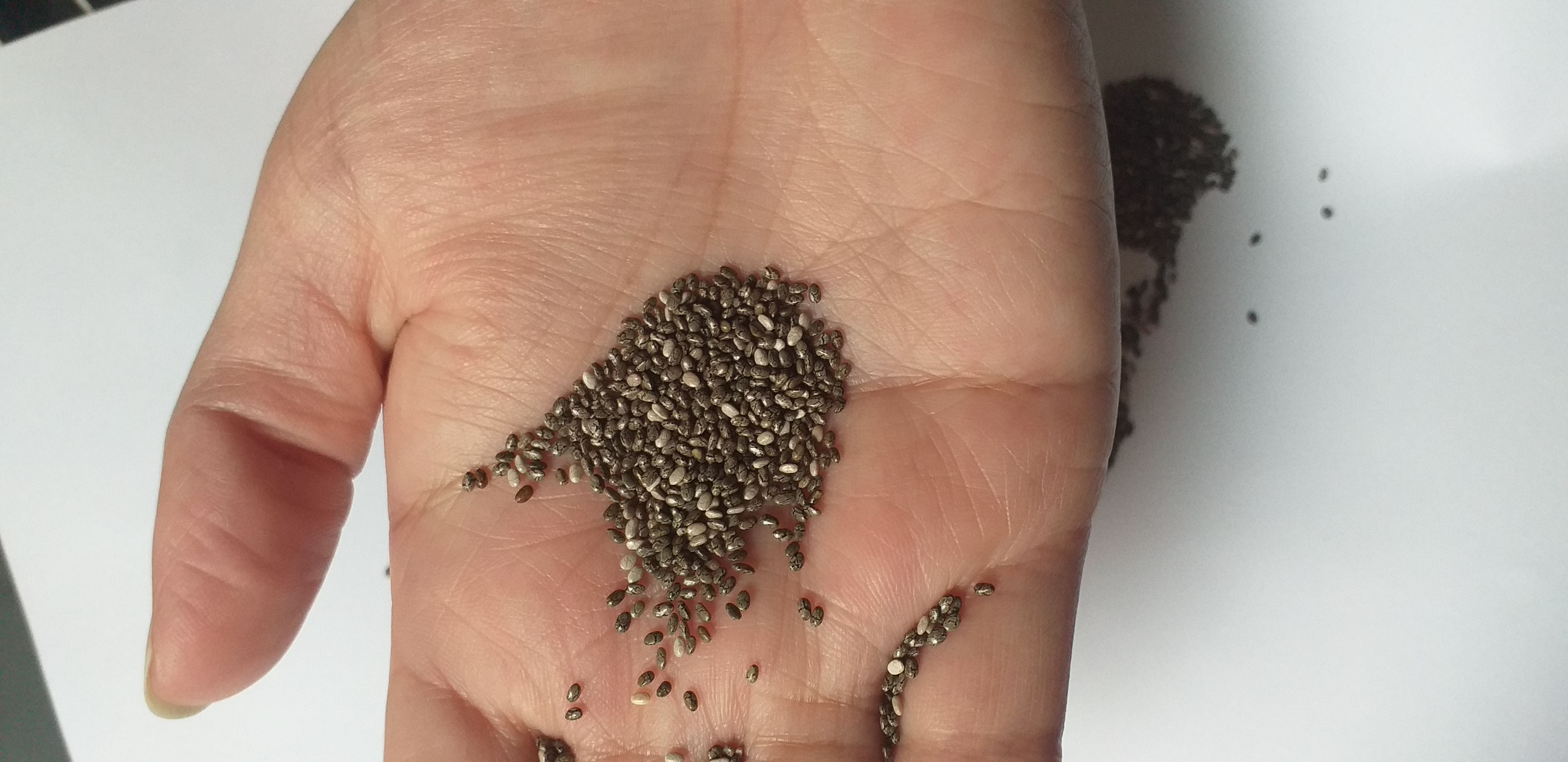 Chia Seeds from Peru thumbnail 4