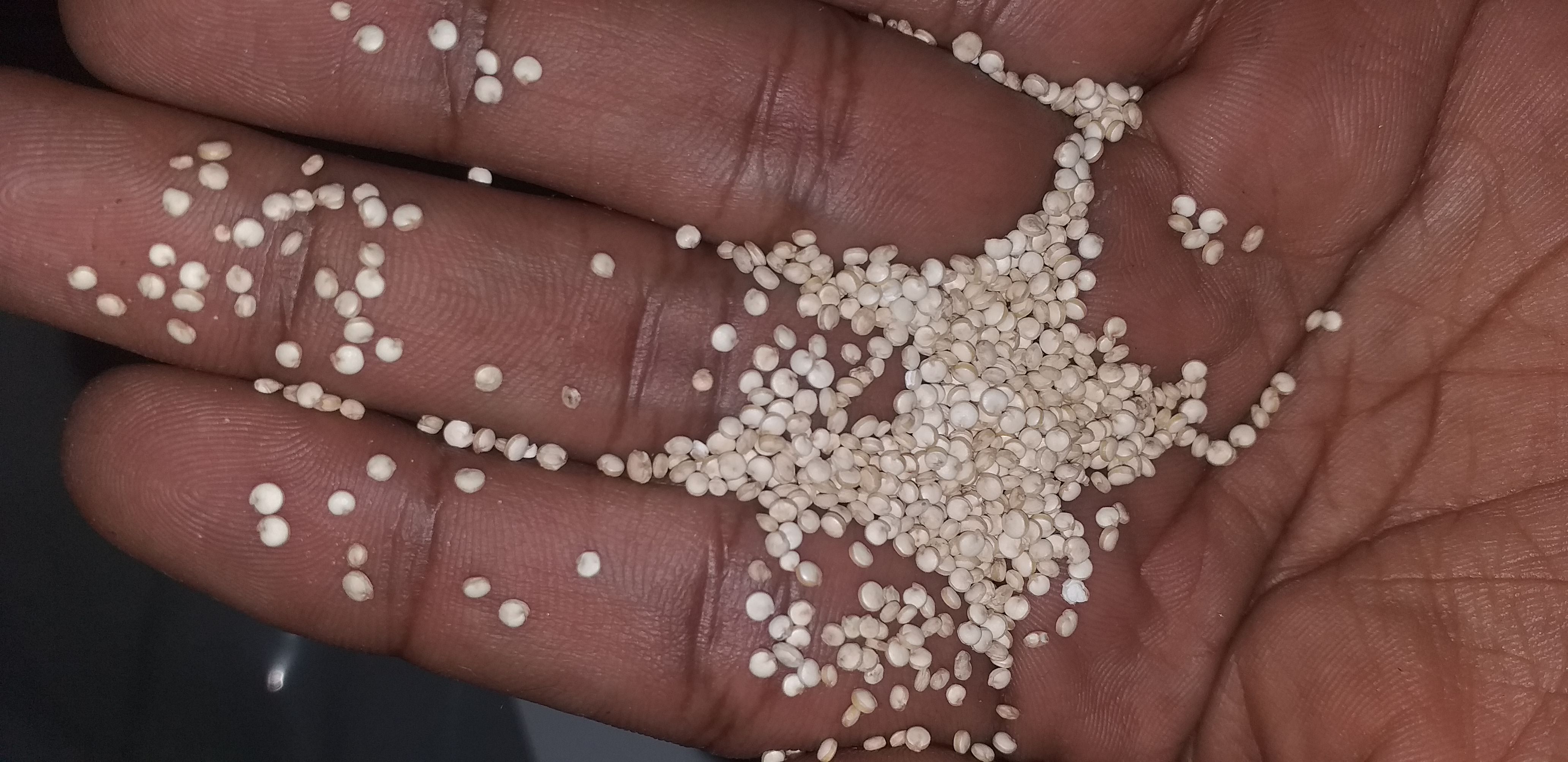 Organic White Quinoa from Peru thumbnail 2