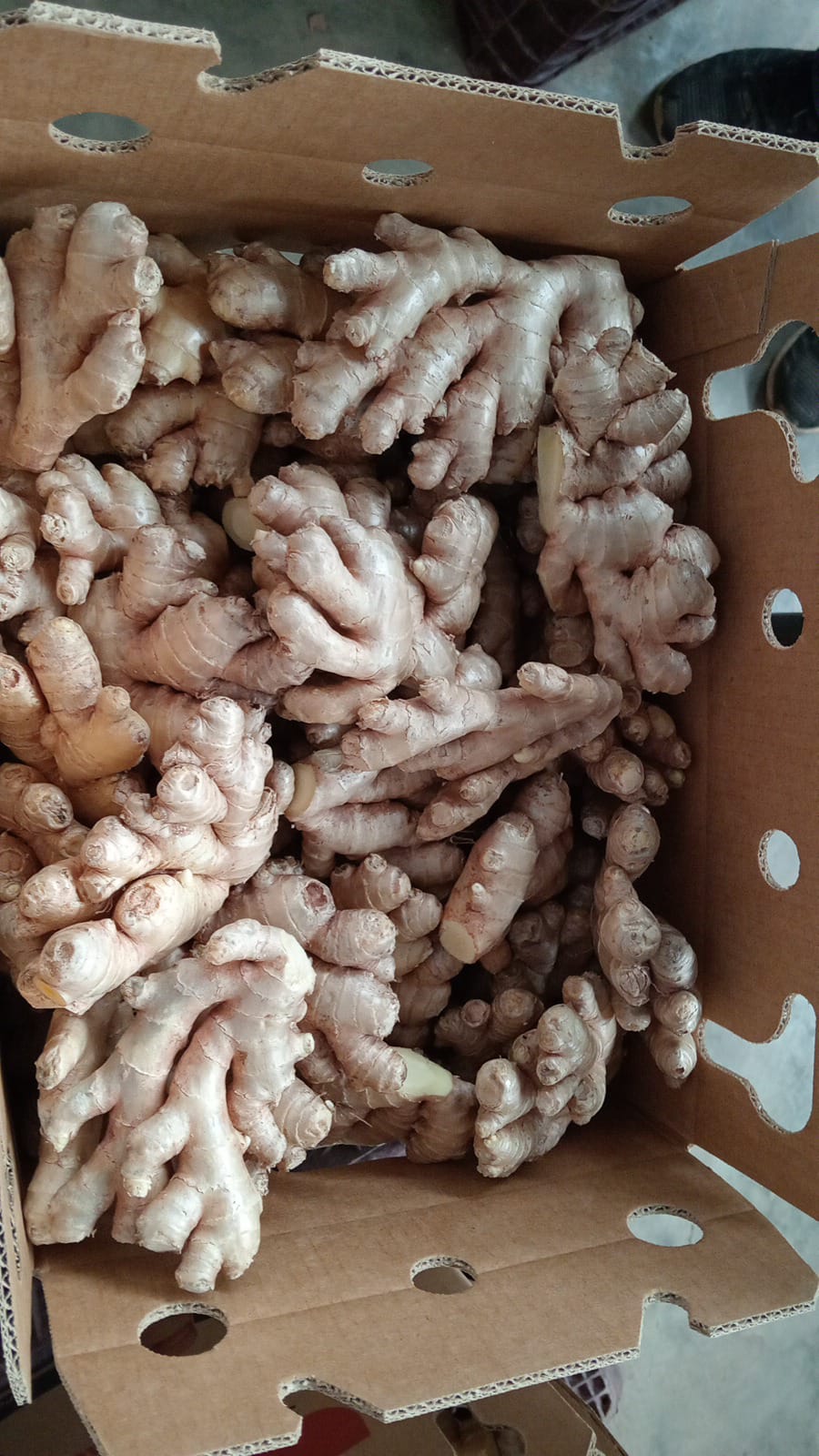 Organic Fresh Ginger from Peru thumbnail 2