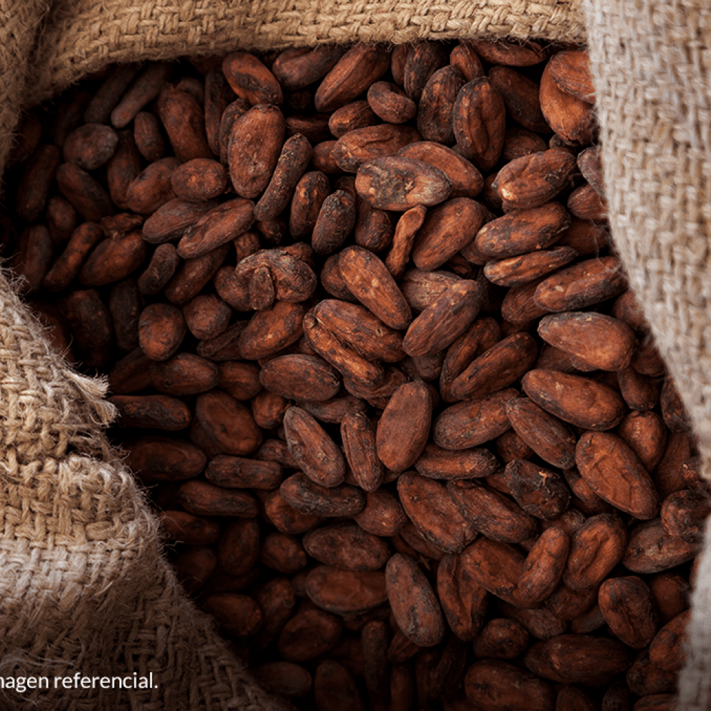 Cocoa Beans from Peru thumbnail 3