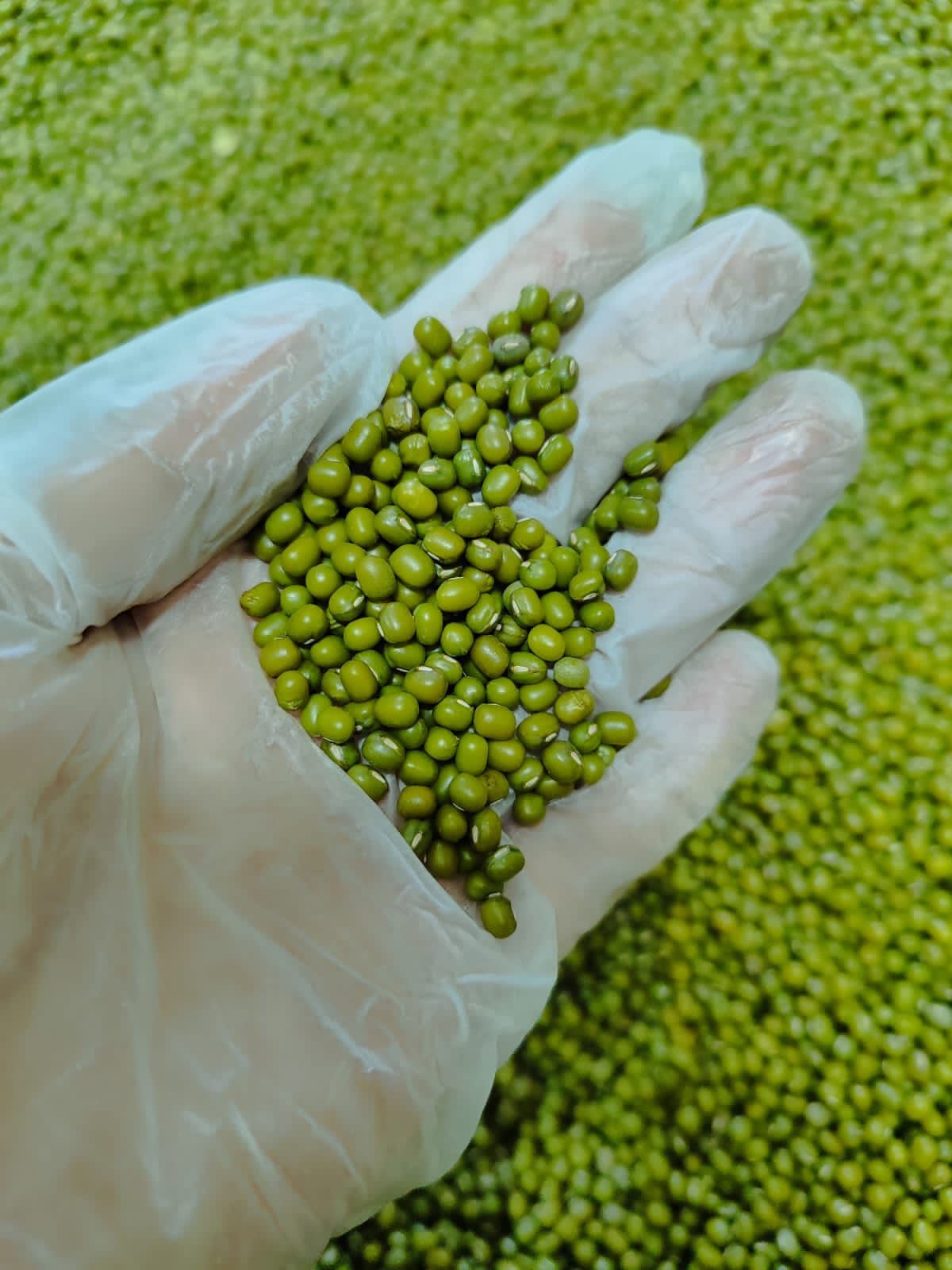 Mung Bean thumbnail 4