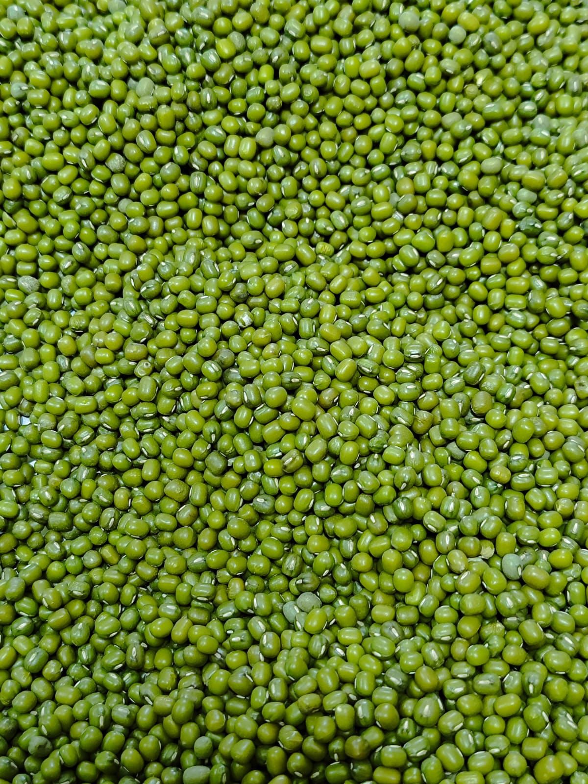 Mung Bean thumbnail 5