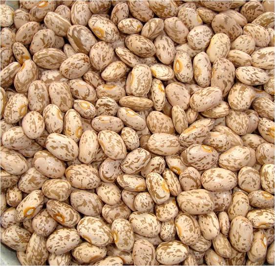 Pinto Bean thumbnail 3