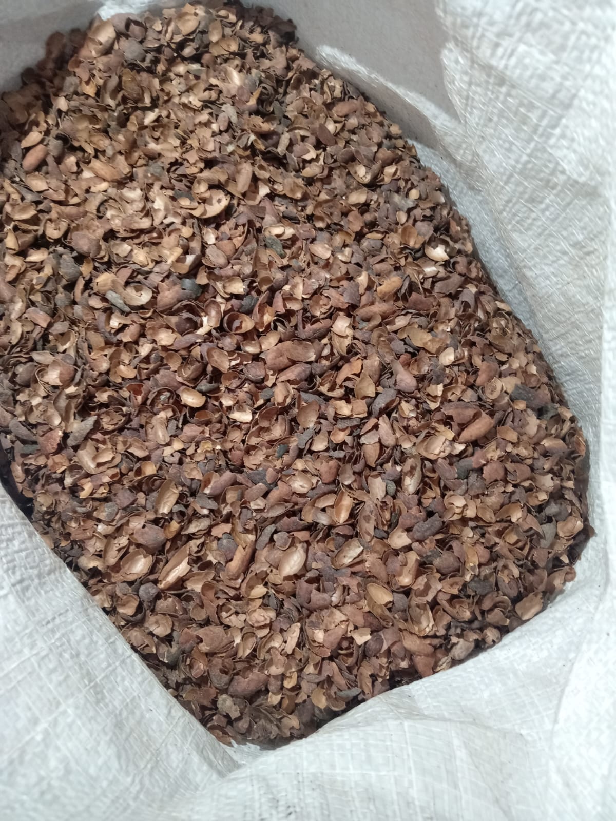 Cocoa Shell thumbnail 3