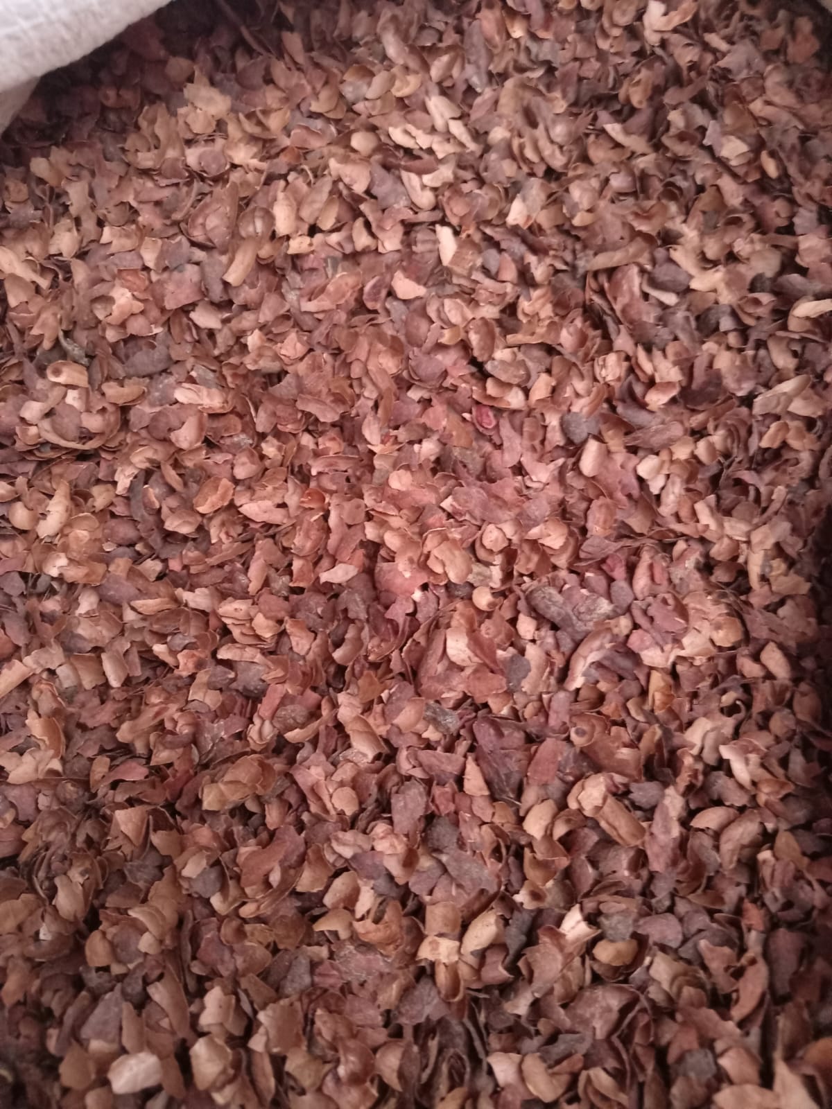 Cocoa Shell thumbnail 2
