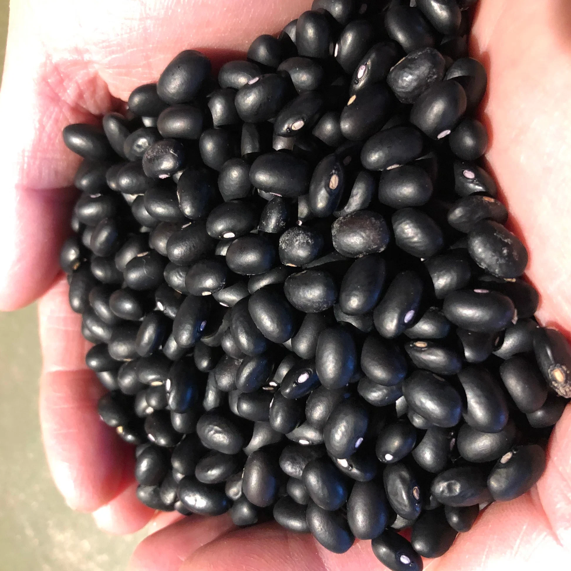 Peruvian Black Beans thumbnail 2