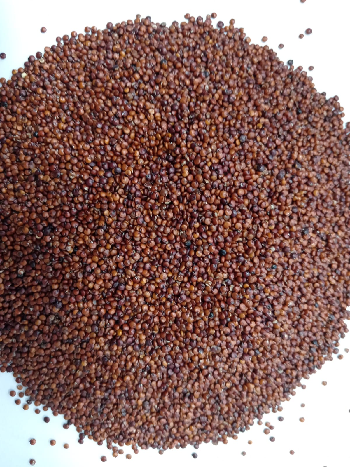 Red Quinoa From Perú thumbnail 2