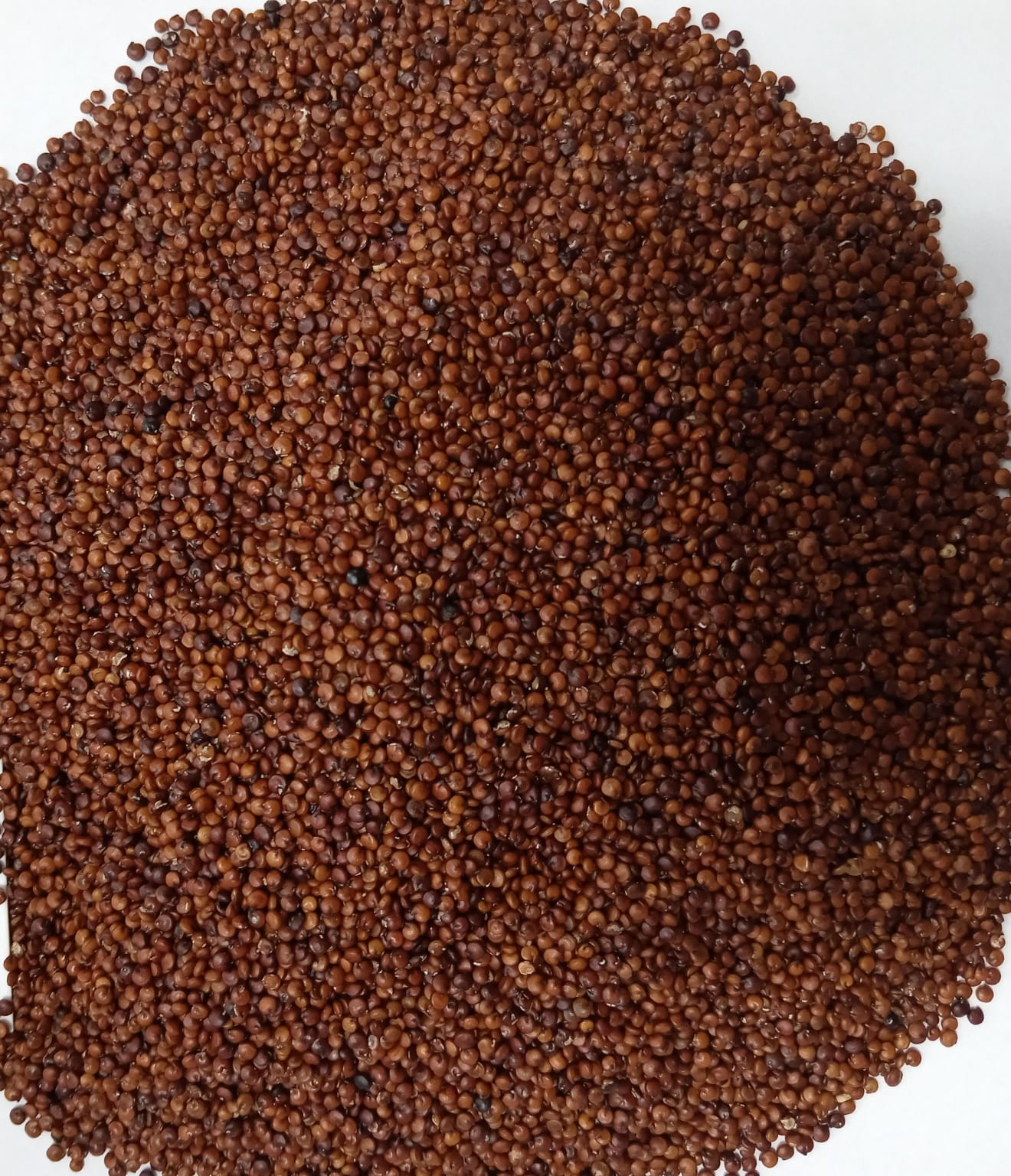 Red Quinoa From Perú thumbnail 4