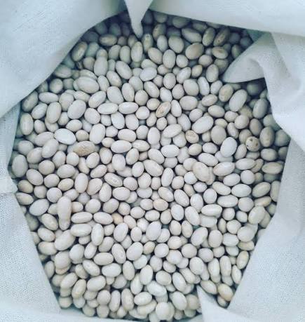 Panamito Bean thumbnail 3