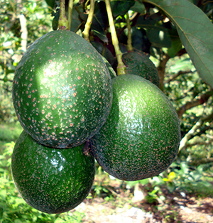 Fresh Naval Avocado thumbnail 2