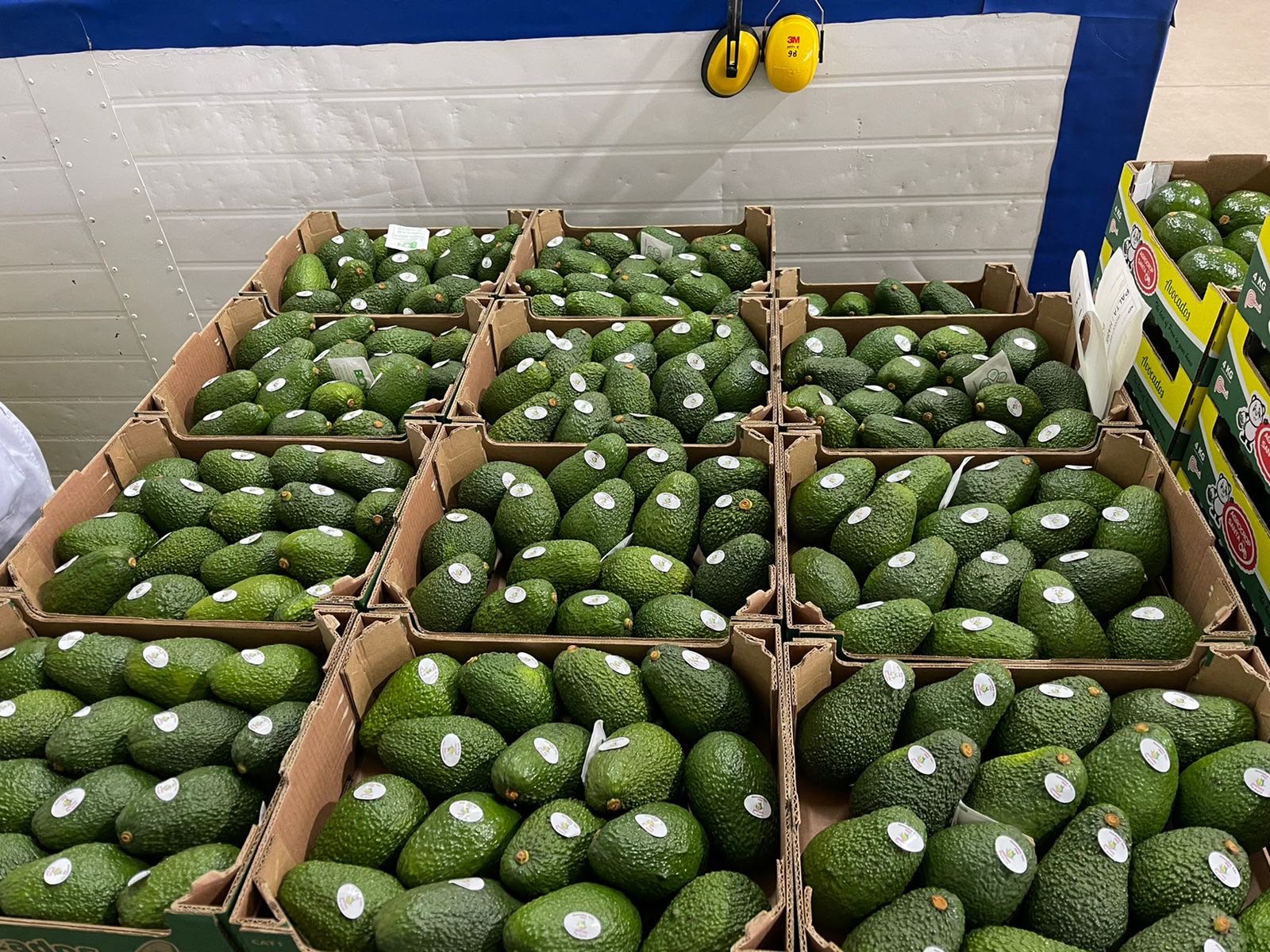 Fresh Hass Avocado thumbnail 2