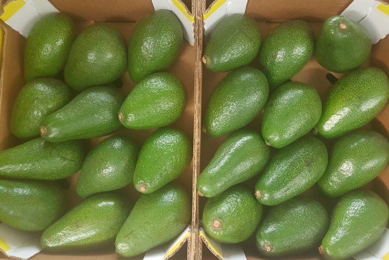Fresh Fuerte Avocado thumbnail 2