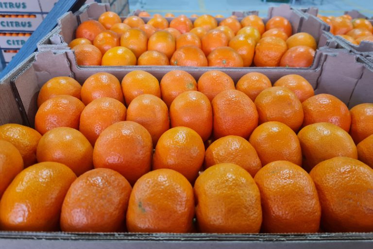 Malvaceo Mandarin thumbnail 2