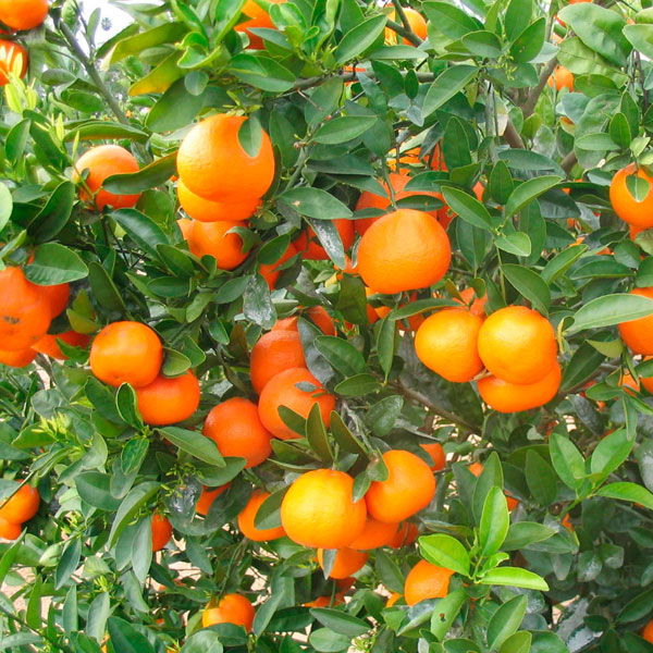 Tango Mandarin thumbnail 2
